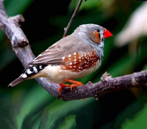 珍珠鳥幼鳥|珍珠鳥(金山珍珠):外形特徵,生活習性,生長繁殖,野生環境,人工環境…